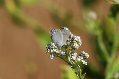 Satyrium sylvinus