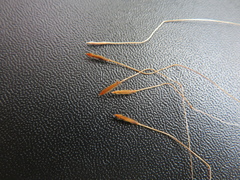 Austrostipa puberula