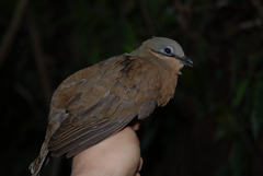 Phapitreron leucotis nigrorum