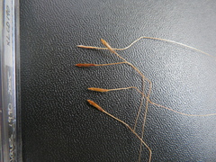 Austrostipa puberula