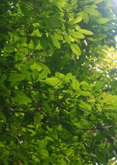 Cleidion spiciflorum