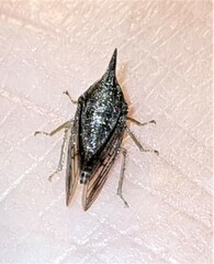 Aconophora compressa