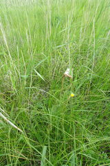 Scorzonera parviflora