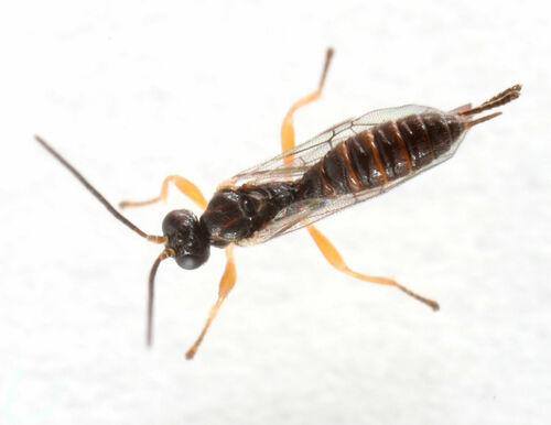 Zatypota anomala