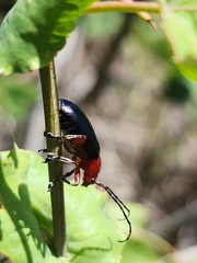 Cacoscelis abdominalis