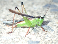 Conocephalus melaenus