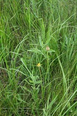 Scorzonera parviflora