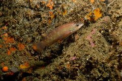 Tautogolabrus adspersus