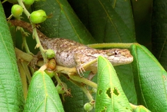 Brazilian Steppe Iguana photo 4