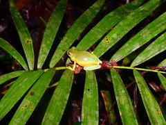 Ranoidea