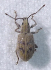 Cyphicerini