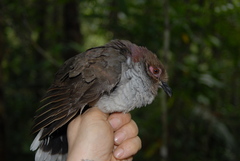 Phapitreron amethystinus maculipectus