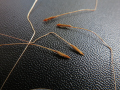 Austrostipa puberula