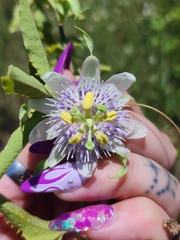 Passiflora tucumanensis