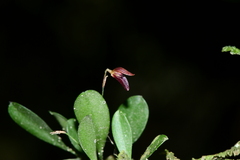 Specklinia