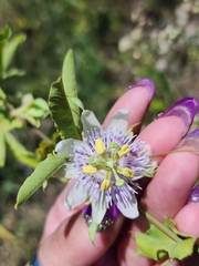 Passiflora tucumanensis