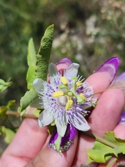 Passiflora tucumanensis