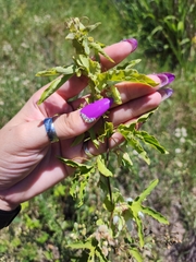 Passiflora tucumanensis