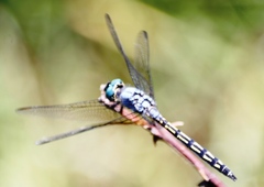 Trithemis stictica