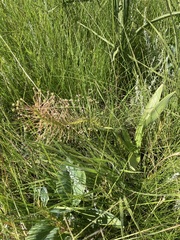 Schizocarphus nervosus