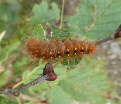 Acronicta