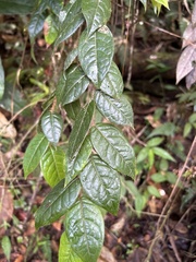 Hirtella rugosa