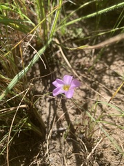 Oxalis obliquifolia