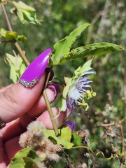 Passiflora tucumanensis