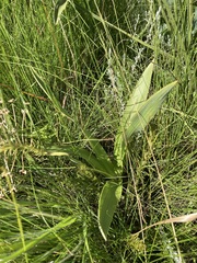 Schizocarphus nervosus