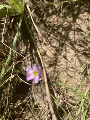 Oxalis obliquifolia
