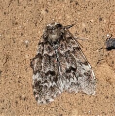 Scaphidriotis xylogramma