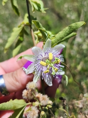 Passiflora tucumanensis