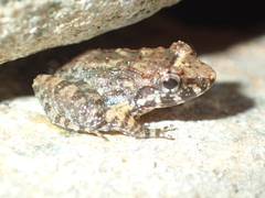Limnonectes kohchangae