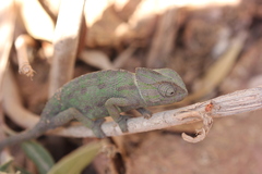 Chamaeleo chamaeleon