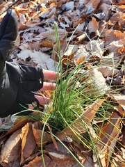 Allium vineale