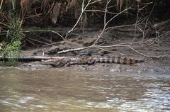 Caiman crocodilus fuscus