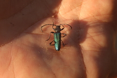 Helymaeus glabripennis