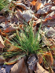 Allium vineale