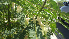 Sesbania formosa