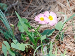 Oxalis obliquifolia