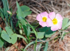 Oxalis obliquifolia