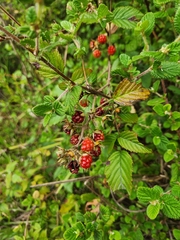 Rubus pinnatus