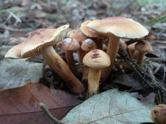 Tricholoma