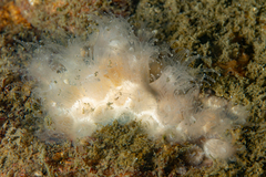 Astrangia poculata