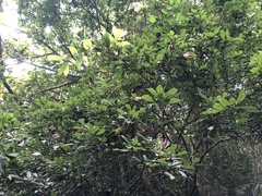 Lithocarpus corneus
