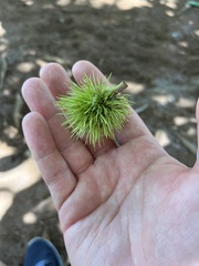 Castanea sativa