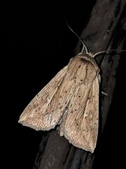 Mythimna decisissima