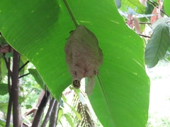 Angiopolybia