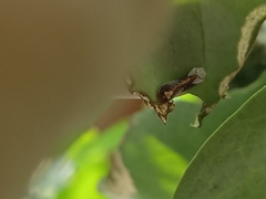 Tajuria cippus maxentius