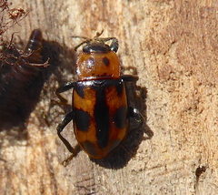Ancylopus natalensis